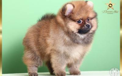 Nije na prodaju muško štene-Sold : Pannon Star Follow Me Little Raccoon