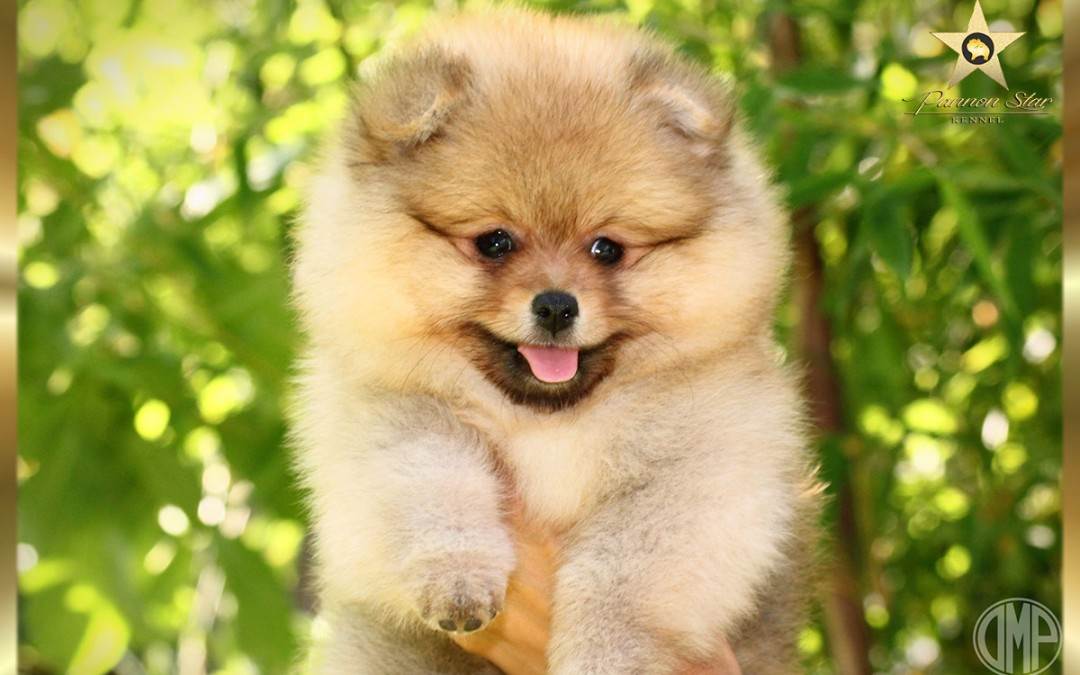 Pomeranski špic zensko štene nije na prodaju  – Pomeranian female sold