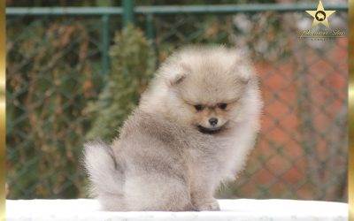 Musko stene pomeranskog spica nije na  prodaju Pomeranian boy not  for sale