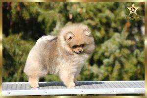 Pomeranian boy pannon star like