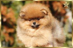pomeranac