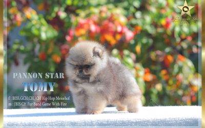Pomeranian boy / Musko stene – SOLD/ PRODAT