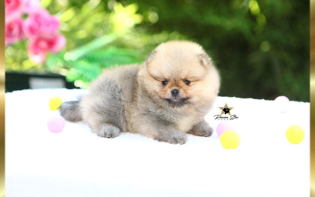 Pomeranac zensko stene
