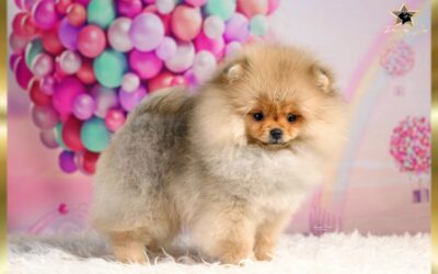 Pomeranac zensko stene